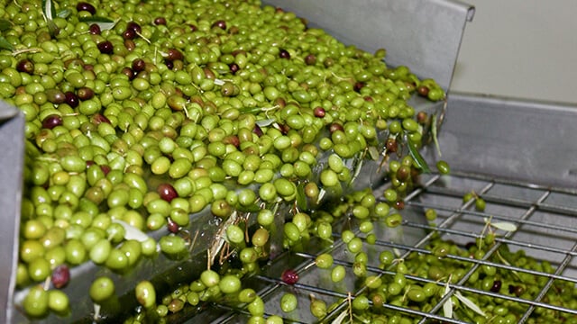 Olive crushers.jpg